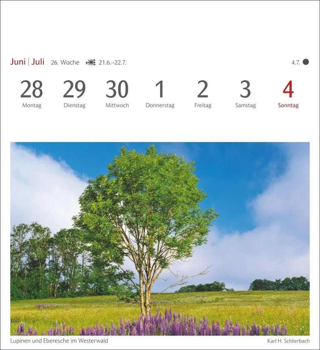 Bild: 9783840038433 | Bäume Postkartenkalender 2027 - Wochenkalender mit 53 Postkarten