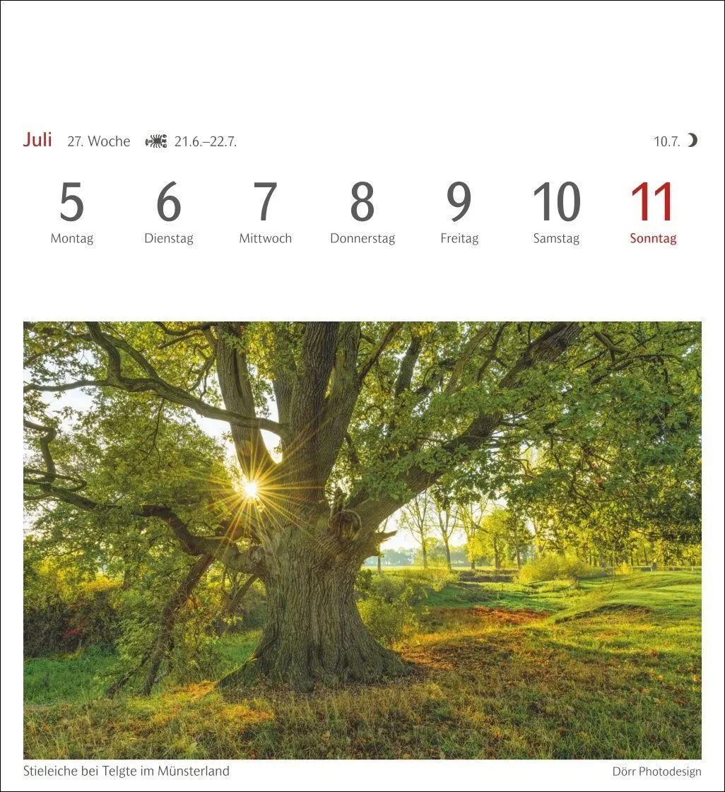 Bild: 9783840038433 | Bäume Postkartenkalender 2027 - Wochenkalender mit 53 Postkarten
