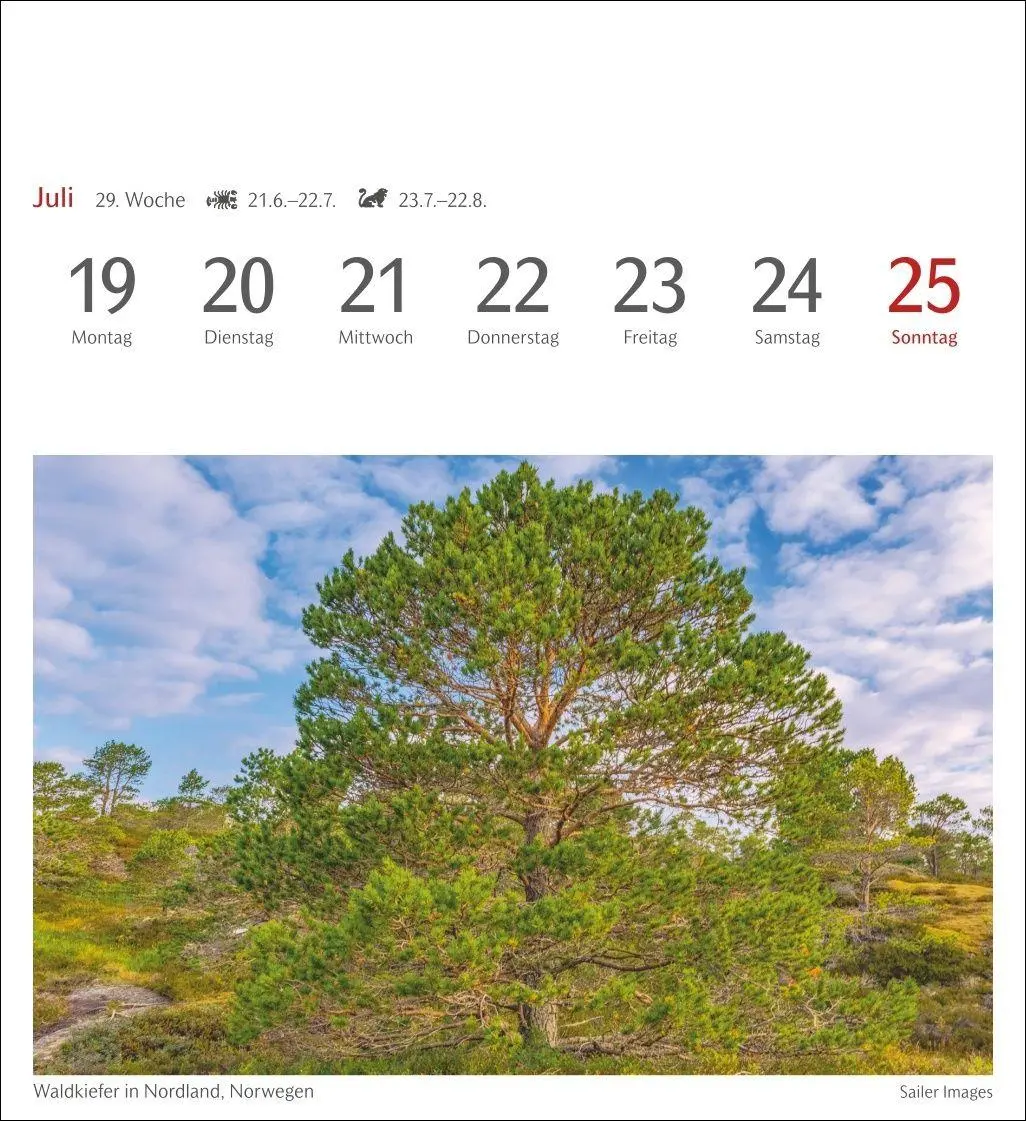 Bild: 9783840038433 | Bäume Postkartenkalender 2027 - Wochenkalender mit 53 Postkarten