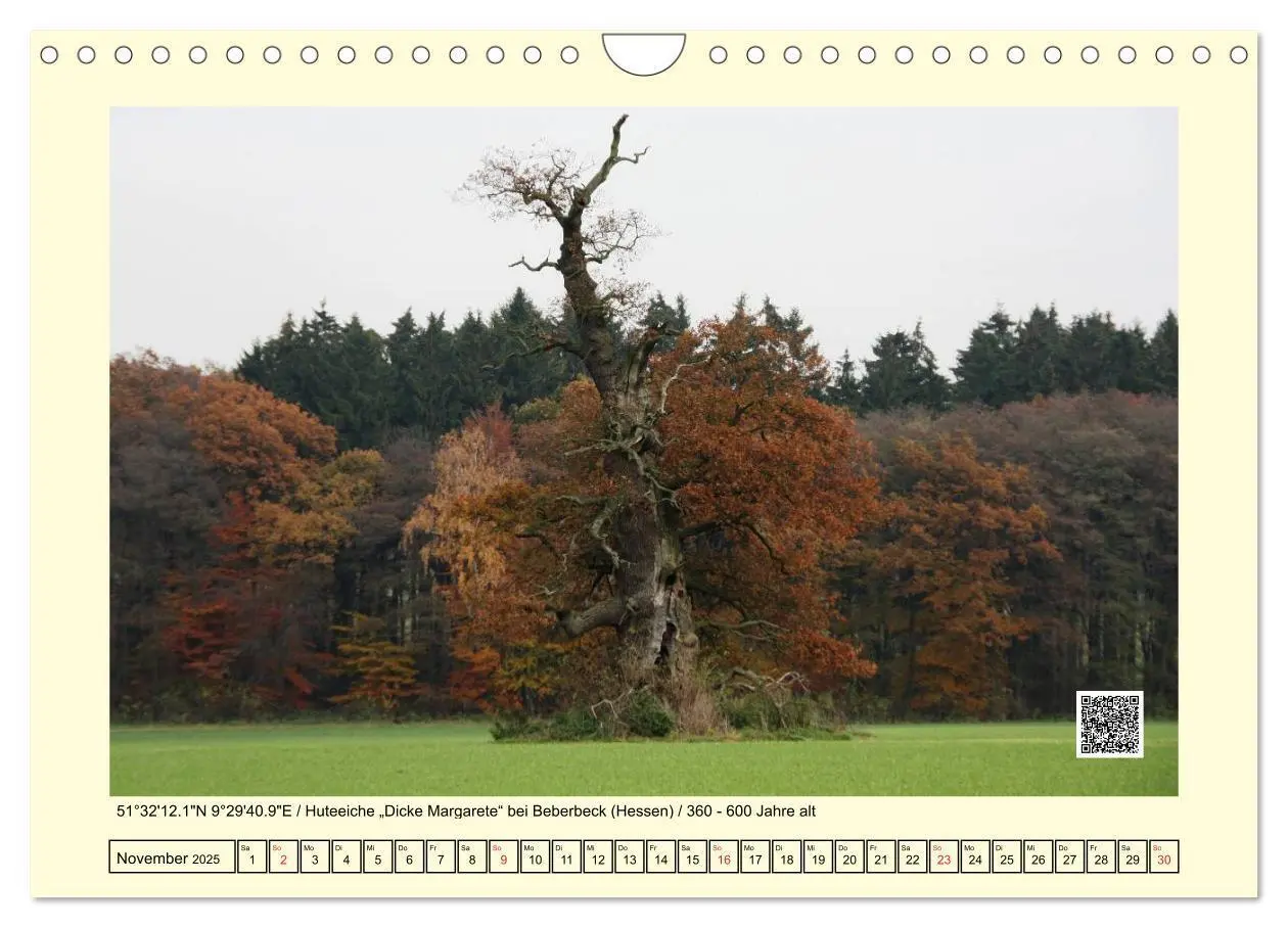 Bild: 9783435668533 | Uralt - Mit QR-Code und GPS zu alten Bäumen (Wandkalender 2025 DIN...