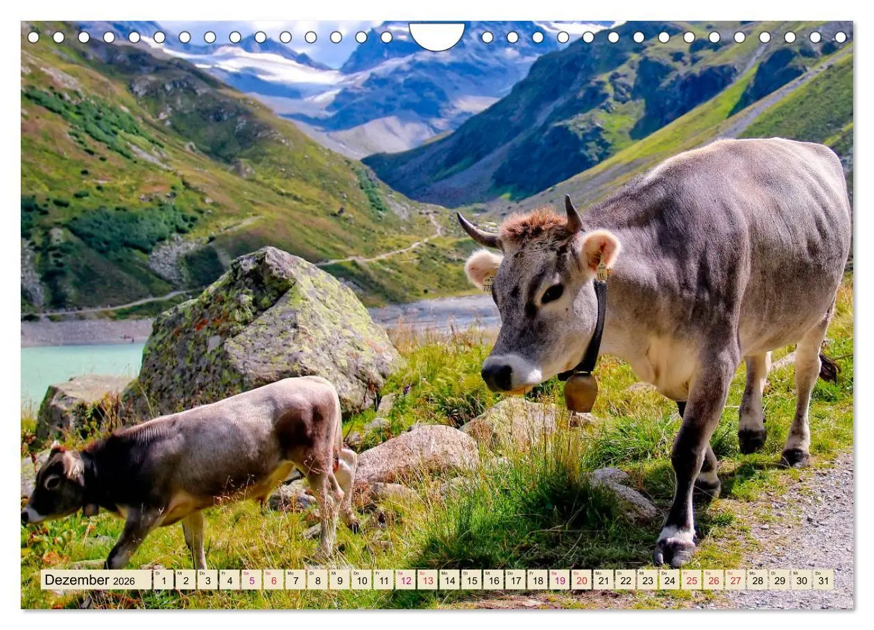 Bild: 9783457688533 | Berg-Kühe, Natur pur - unser schönster Urlaub (Wandkalender 2026...