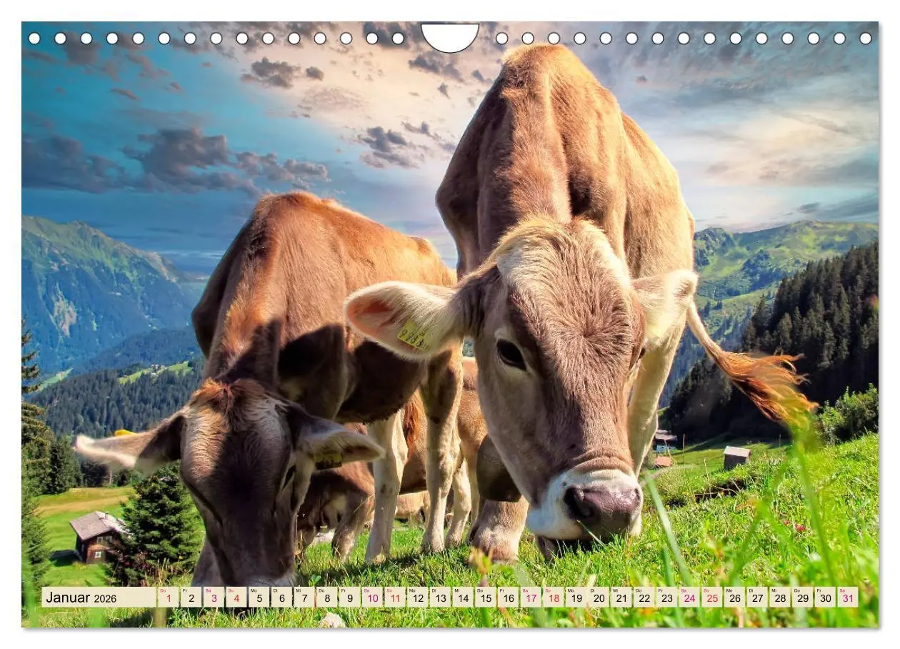 Bild: 9783457688533 | Berg-Kühe, Natur pur - unser schönster Urlaub (Wandkalender 2026...
