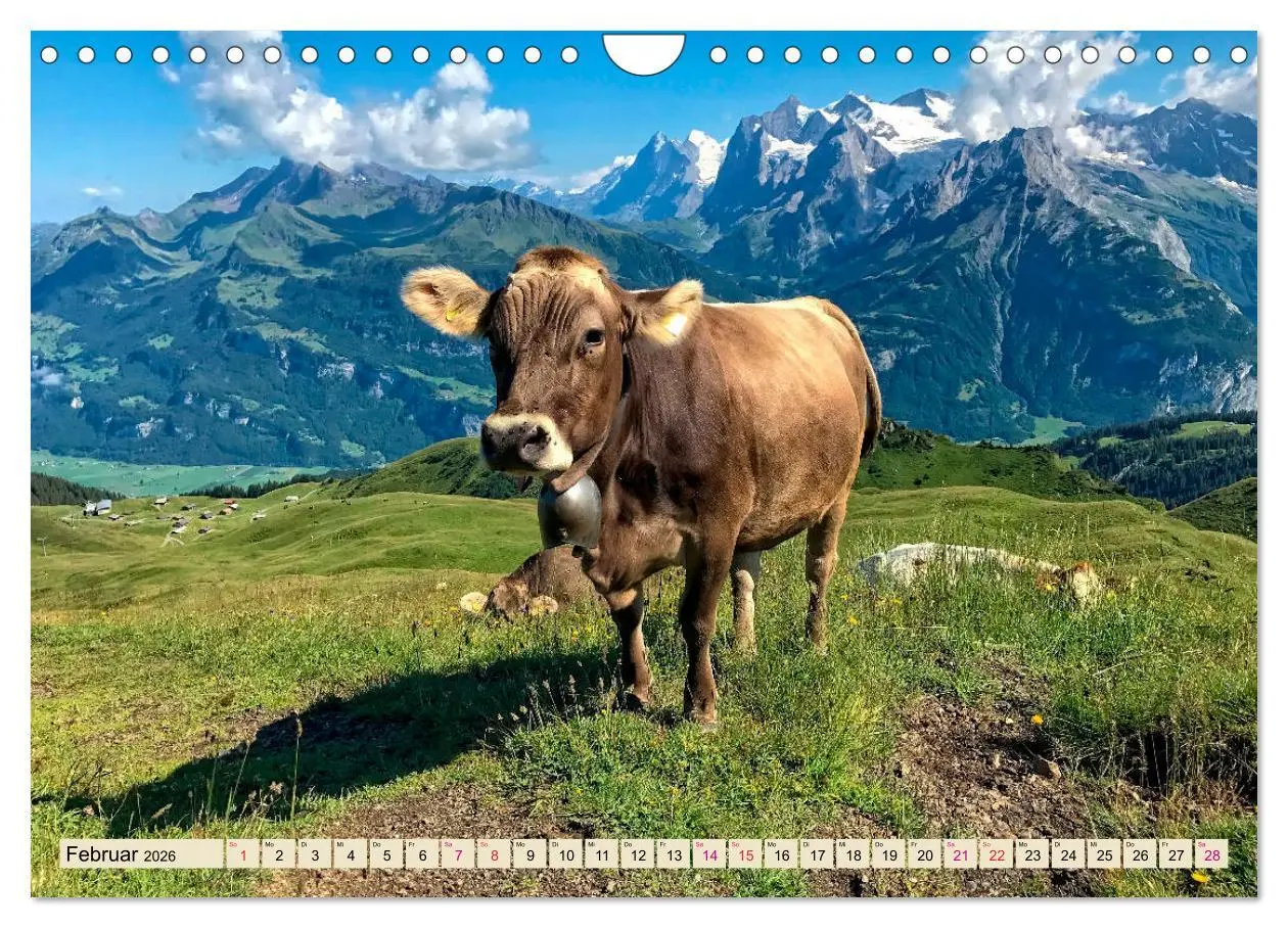 Bild: 9783457688533 | Berg-Kühe, Natur pur - unser schönster Urlaub (Wandkalender 2026...