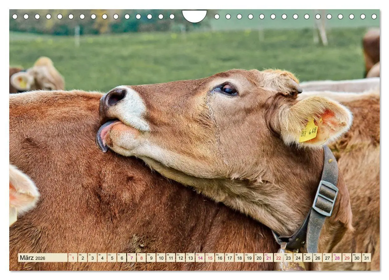 Bild: 9783457688533 | Berg-Kühe, Natur pur - unser schönster Urlaub (Wandkalender 2026...