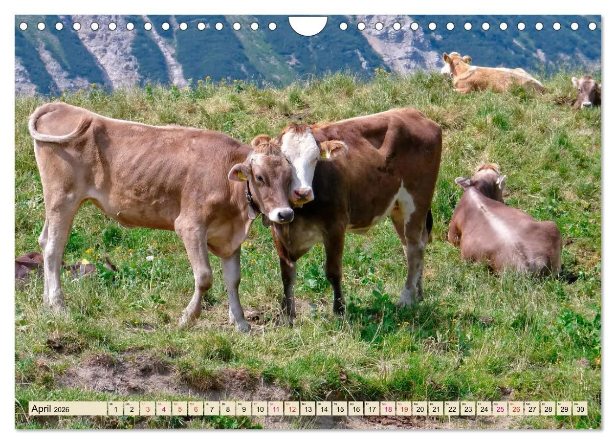 Bild: 9783457688533 | Berg-Kühe, Natur pur - unser schönster Urlaub (Wandkalender 2026...