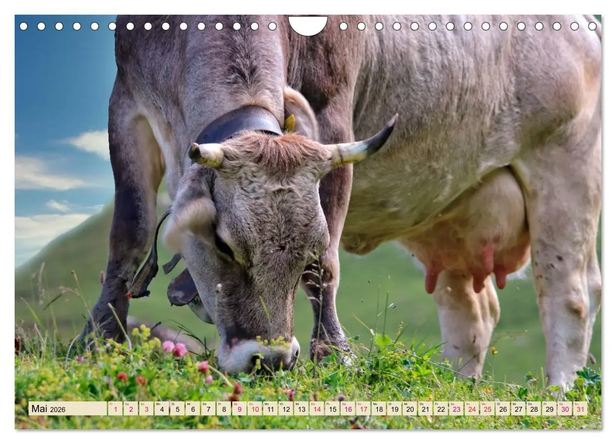 Bild: 9783457688533 | Berg-Kühe, Natur pur - unser schönster Urlaub (Wandkalender 2026...