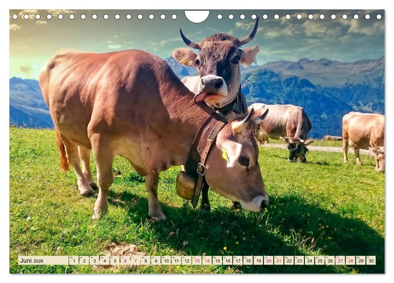 Bild: 9783457688533 | Berg-Kühe, Natur pur - unser schönster Urlaub (Wandkalender 2026...