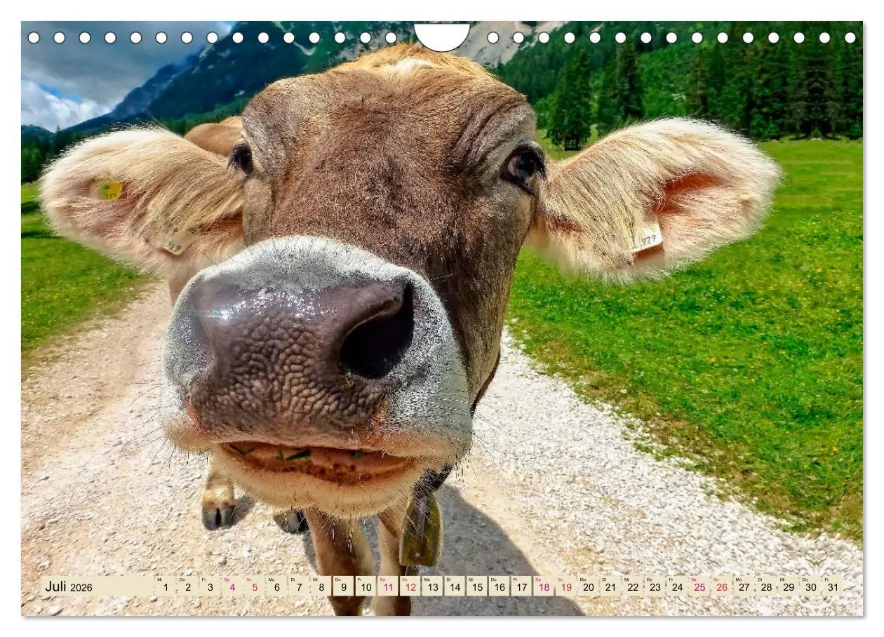 Bild: 9783457688533 | Berg-Kühe, Natur pur - unser schönster Urlaub (Wandkalender 2026...