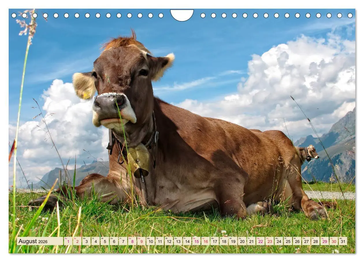 Bild: 9783457688533 | Berg-Kühe, Natur pur - unser schönster Urlaub (Wandkalender 2026...