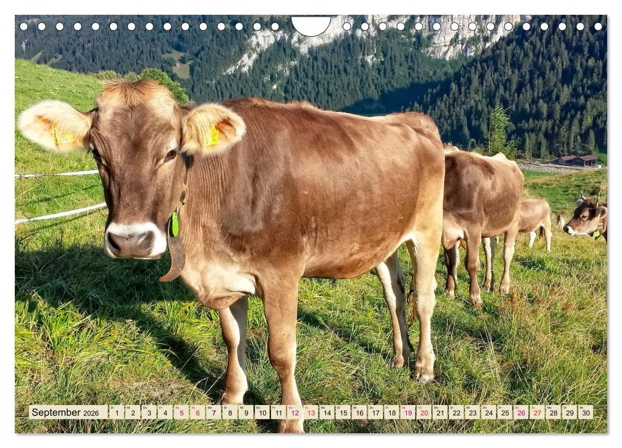 Bild: 9783457688533 | Berg-Kühe, Natur pur - unser schönster Urlaub (Wandkalender 2026...