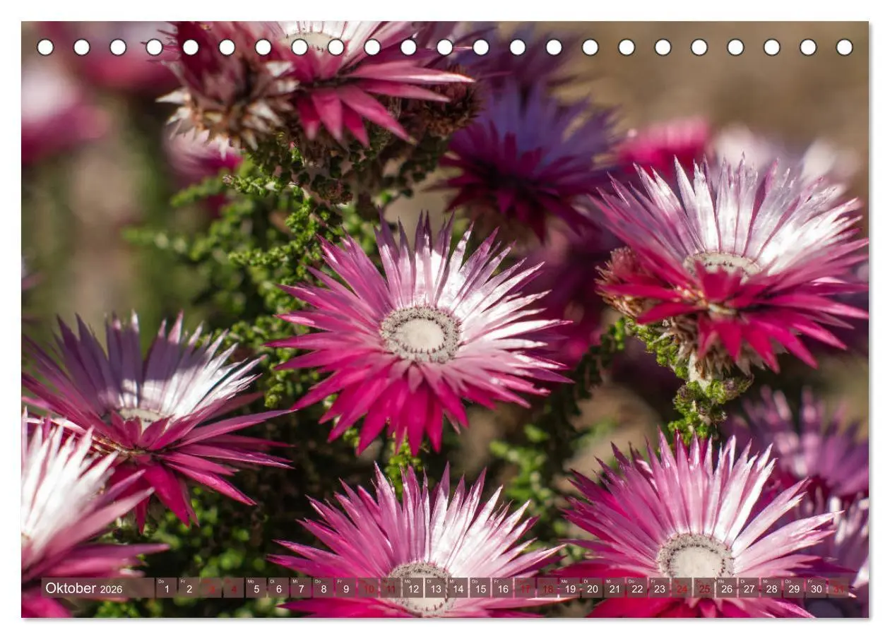 Bild: 9783457748633 | Fynbos - Die einzigartige Flora Südafrikas (Tischkalender 2026 DIN...