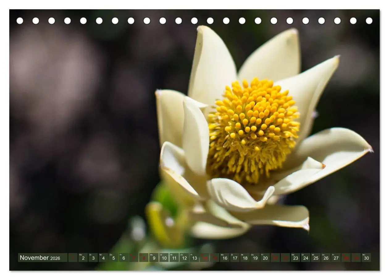 Bild: 9783457748633 | Fynbos - Die einzigartige Flora Südafrikas (Tischkalender 2026 DIN...