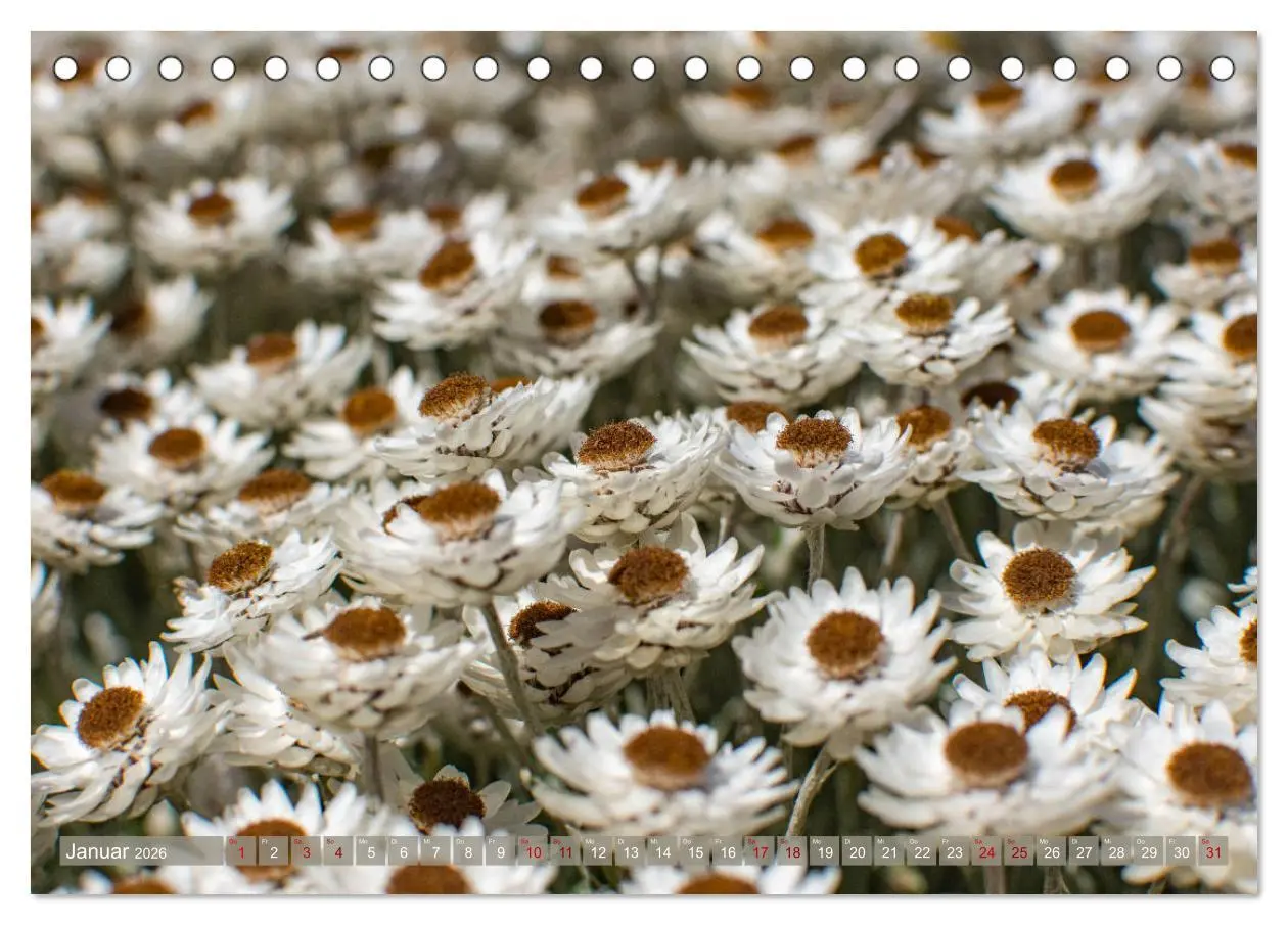 Bild: 9783457748633 | Fynbos - Die einzigartige Flora Südafrikas (Tischkalender 2026 DIN...