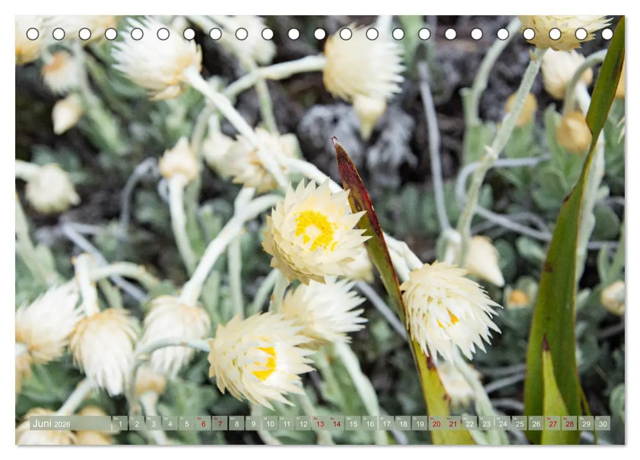 Bild: 9783457748633 | Fynbos - Die einzigartige Flora Südafrikas (Tischkalender 2026 DIN...