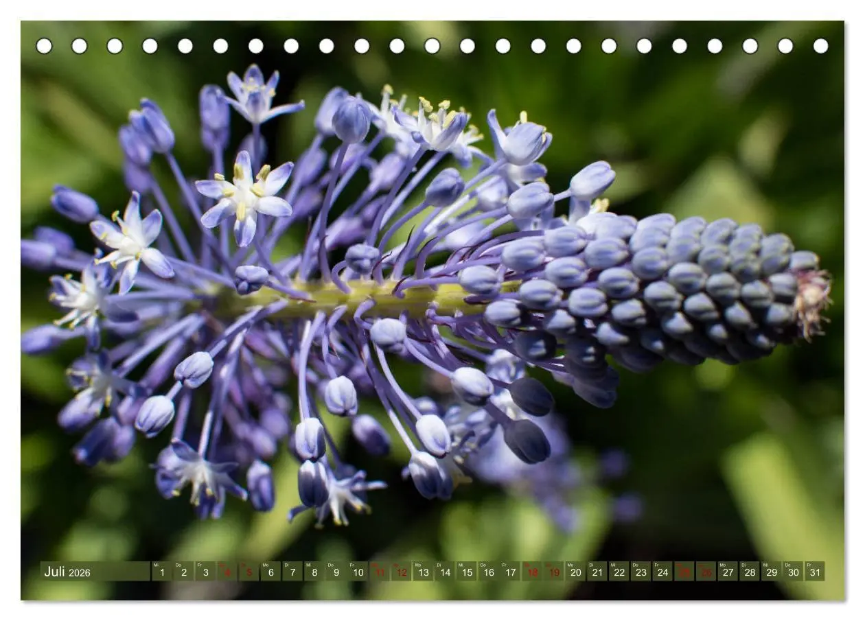 Bild: 9783457748633 | Fynbos - Die einzigartige Flora Südafrikas (Tischkalender 2026 DIN...