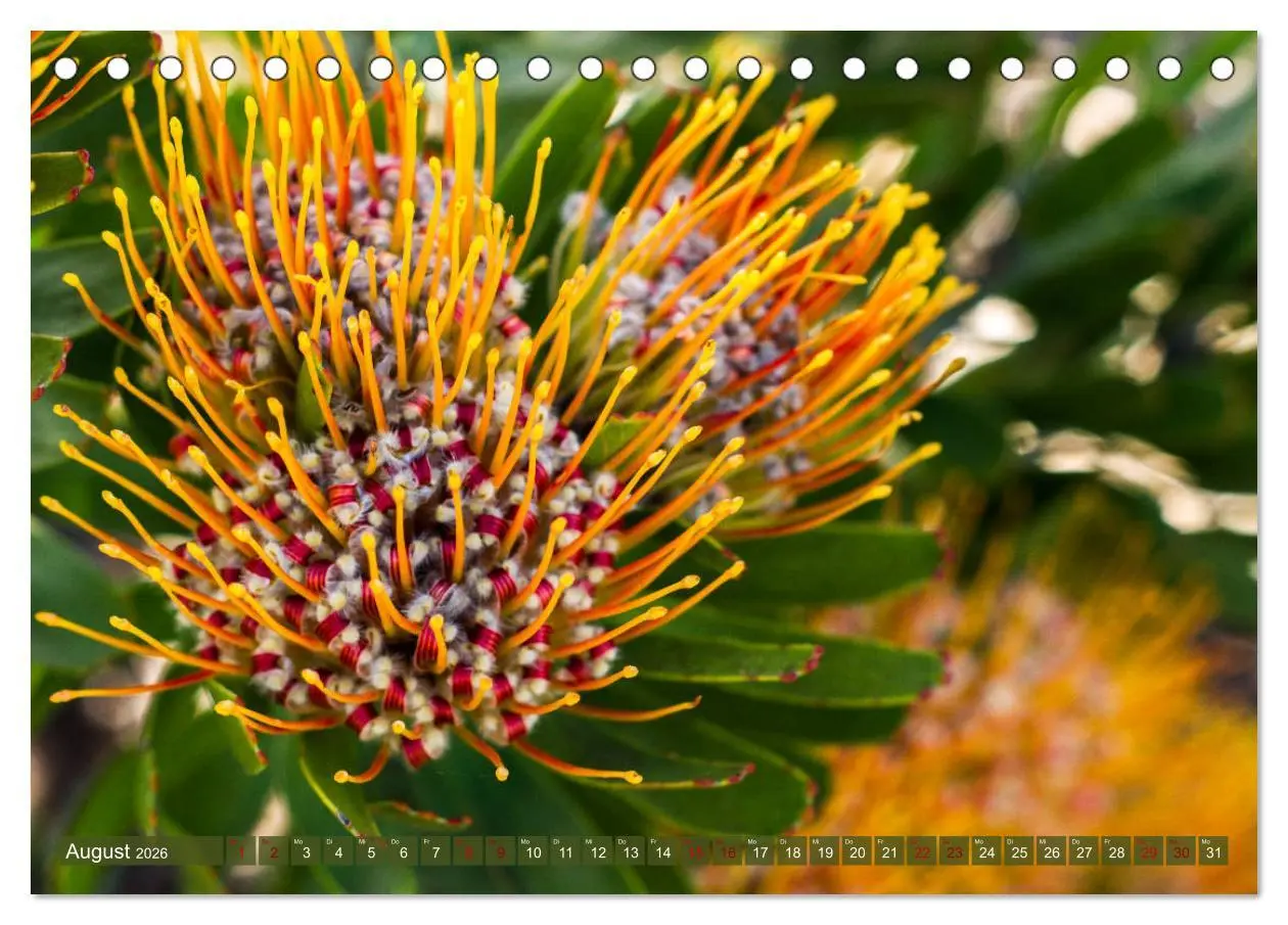 Bild: 9783457748633 | Fynbos - Die einzigartige Flora Südafrikas (Tischkalender 2026 DIN...