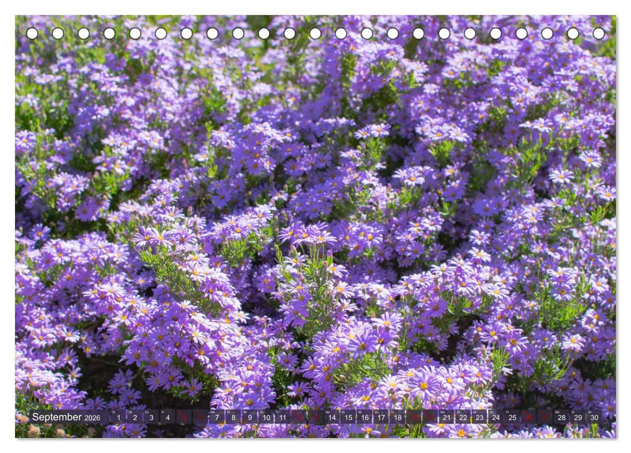 Bild: 9783457748633 | Fynbos - Die einzigartige Flora Südafrikas (Tischkalender 2026 DIN...