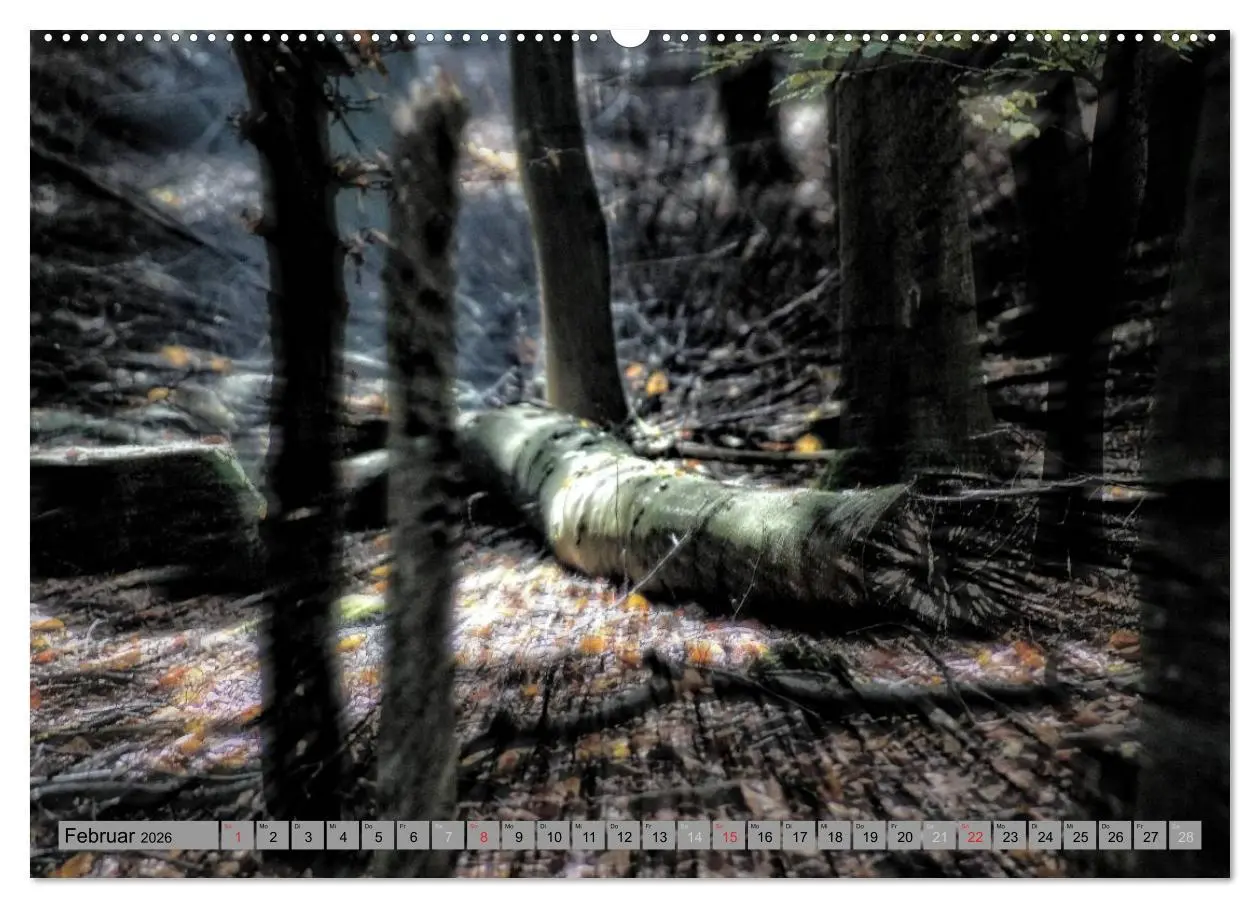 Bild: 9783457988633 | Spaziergang durch den Zauberwald (Wandkalender 2026 DIN A2 quer),...