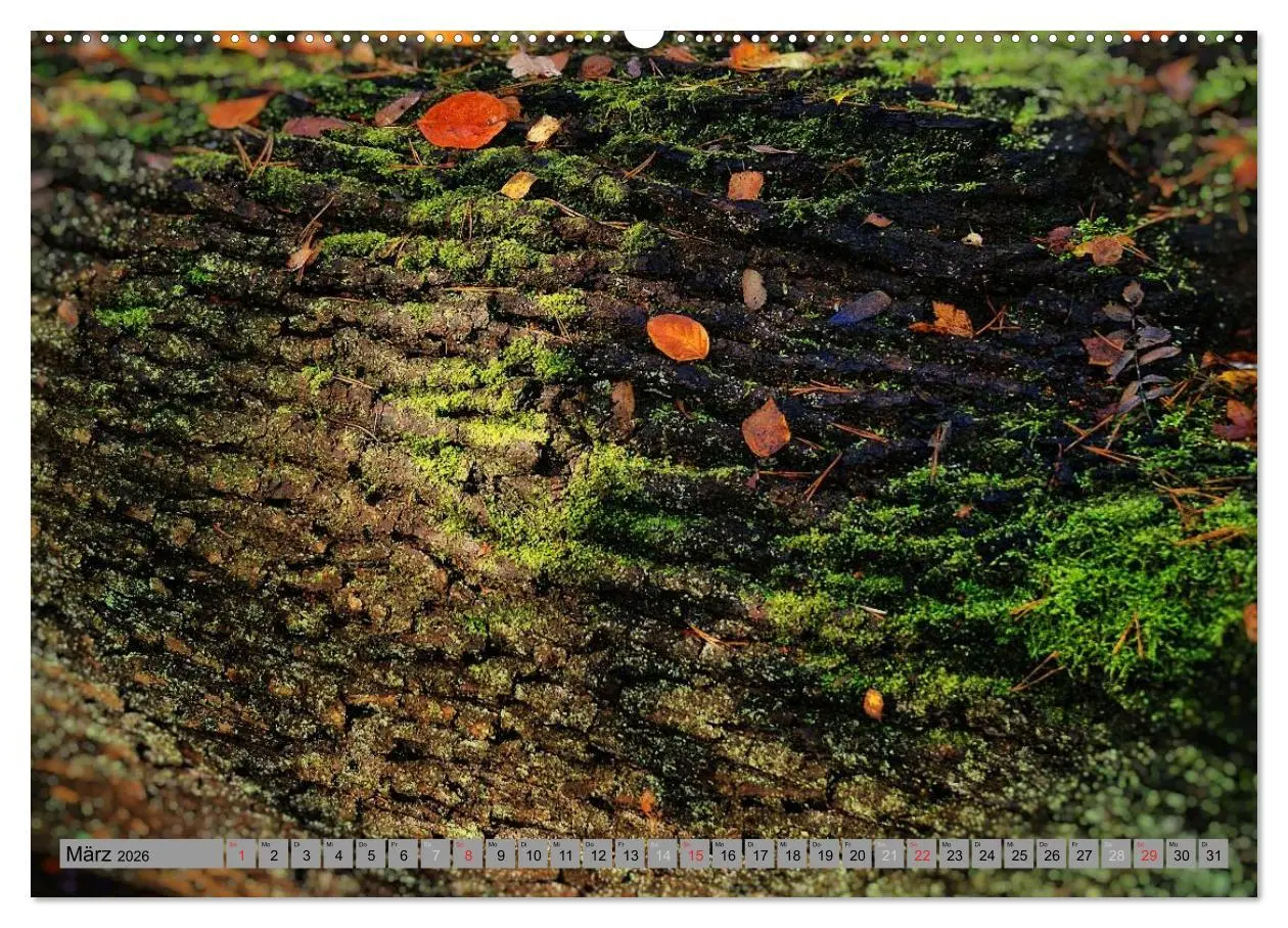 Bild: 9783457988633 | Spaziergang durch den Zauberwald (Wandkalender 2026 DIN A2 quer),...