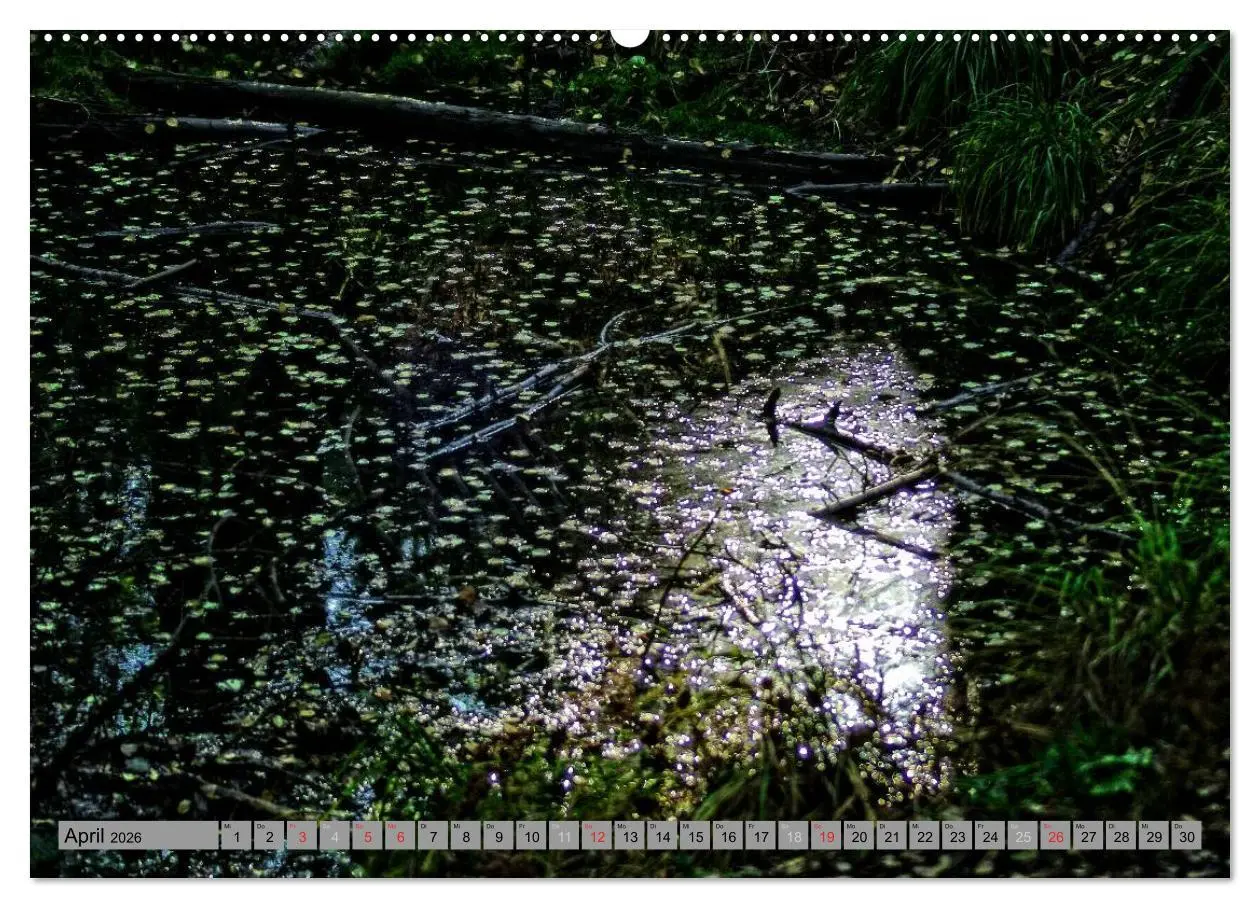 Bild: 9783457988633 | Spaziergang durch den Zauberwald (Wandkalender 2026 DIN A2 quer),...