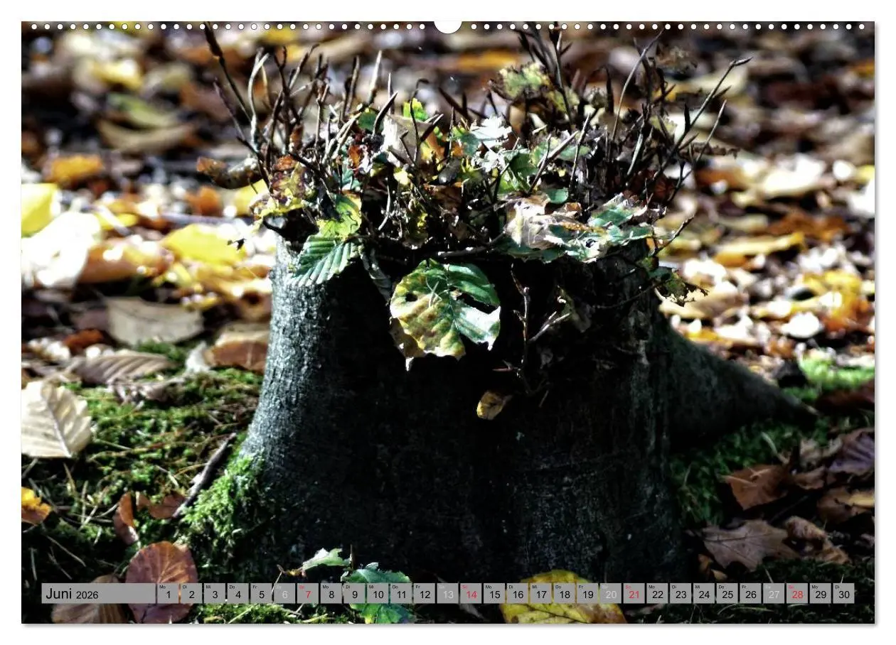 Bild: 9783457988633 | Spaziergang durch den Zauberwald (Wandkalender 2026 DIN A2 quer),...