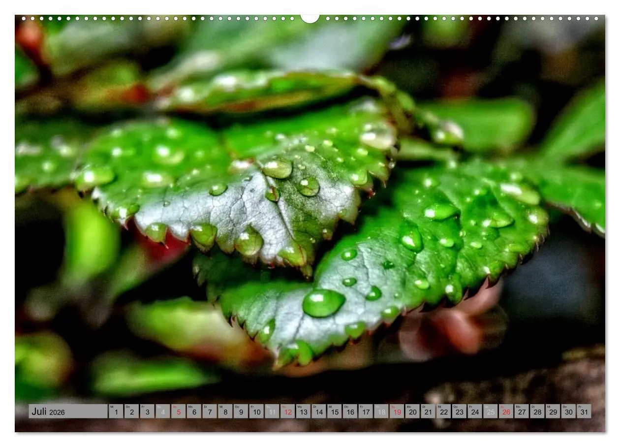 Bild: 9783457988633 | Spaziergang durch den Zauberwald (Wandkalender 2026 DIN A2 quer),...