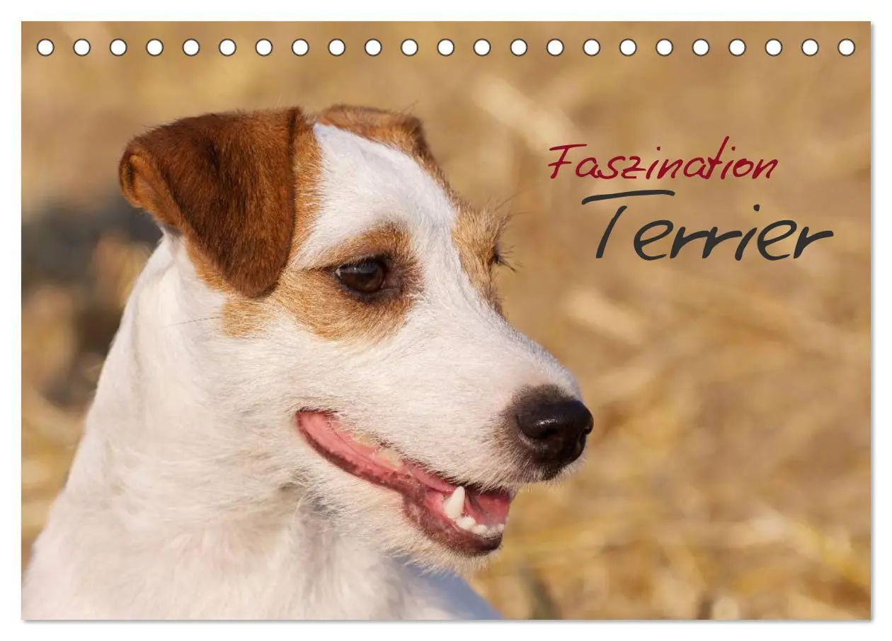 Cover: 9783516078633 | Faszination Terrier (Tischkalender 2026 DIN A5 quer), CALVENDO...