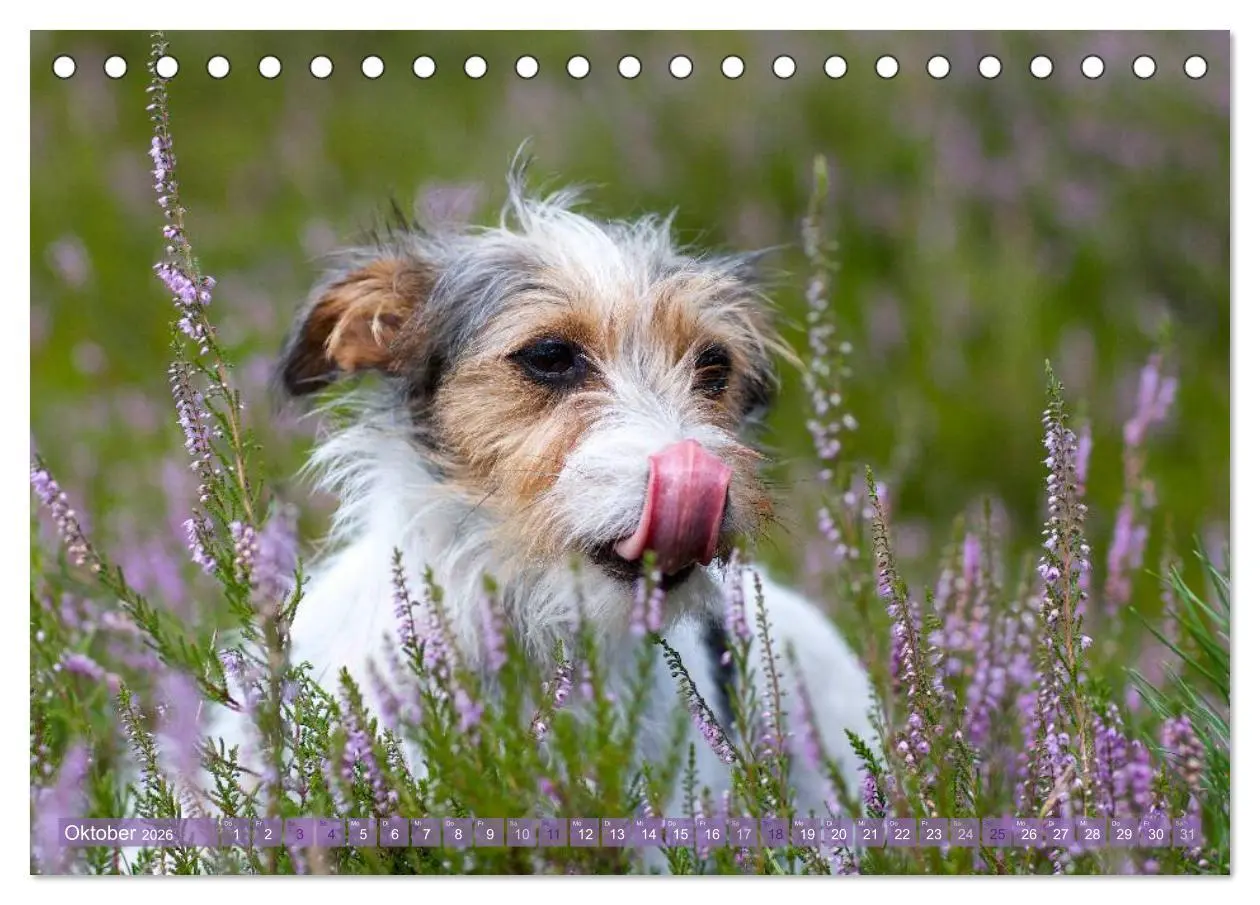 Bild: 9783516078633 | Faszination Terrier (Tischkalender 2026 DIN A5 quer), CALVENDO...