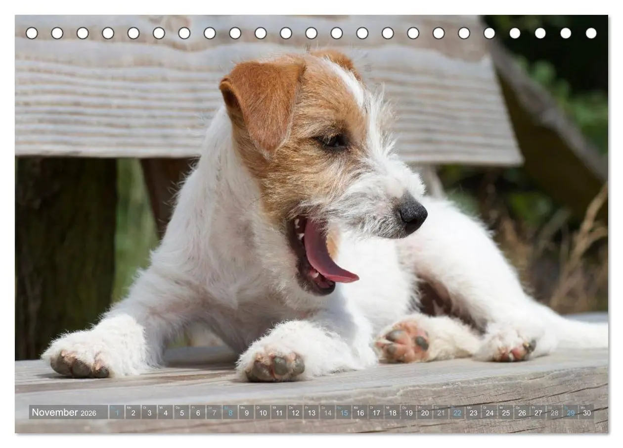 Bild: 9783516078633 | Faszination Terrier (Tischkalender 2026 DIN A5 quer), CALVENDO...