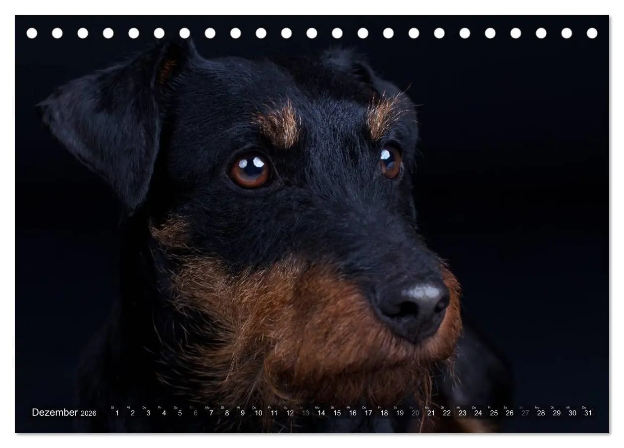 Bild: 9783516078633 | Faszination Terrier (Tischkalender 2026 DIN A5 quer), CALVENDO...