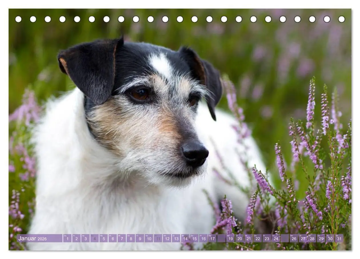 Bild: 9783516078633 | Faszination Terrier (Tischkalender 2026 DIN A5 quer), CALVENDO...
