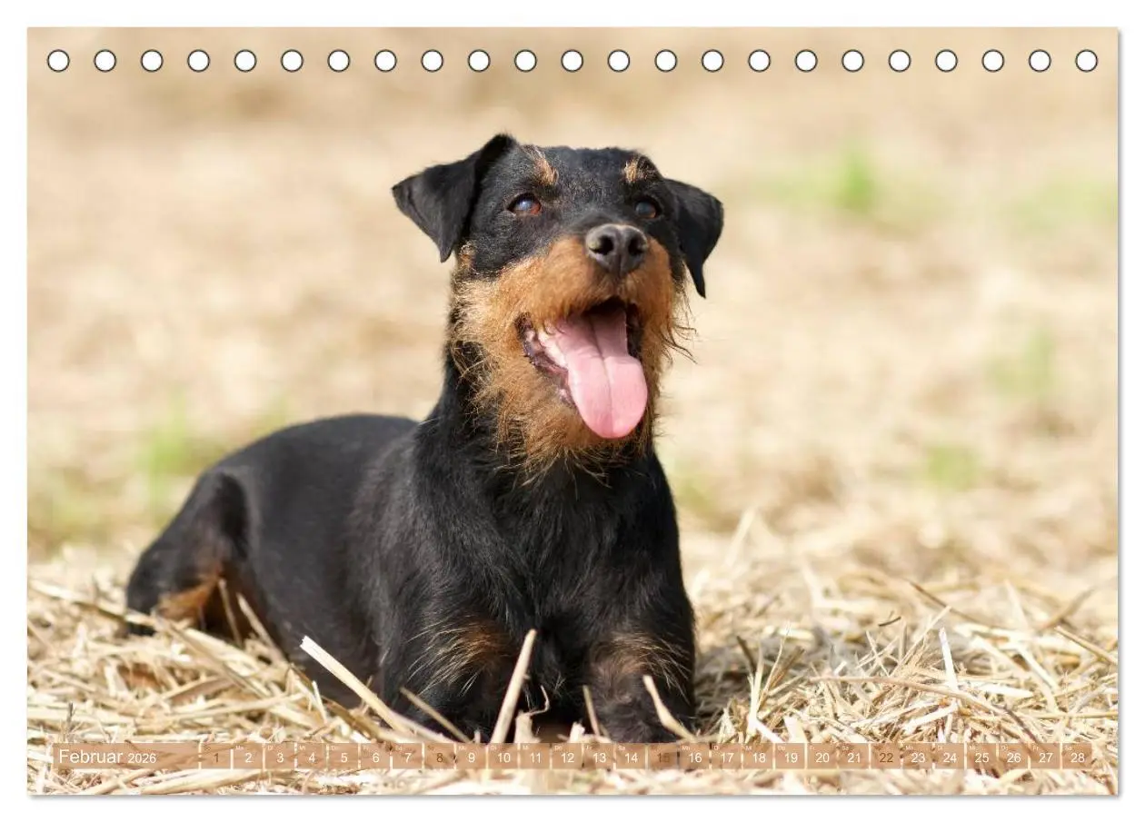 Bild: 9783516078633 | Faszination Terrier (Tischkalender 2026 DIN A5 quer), CALVENDO...