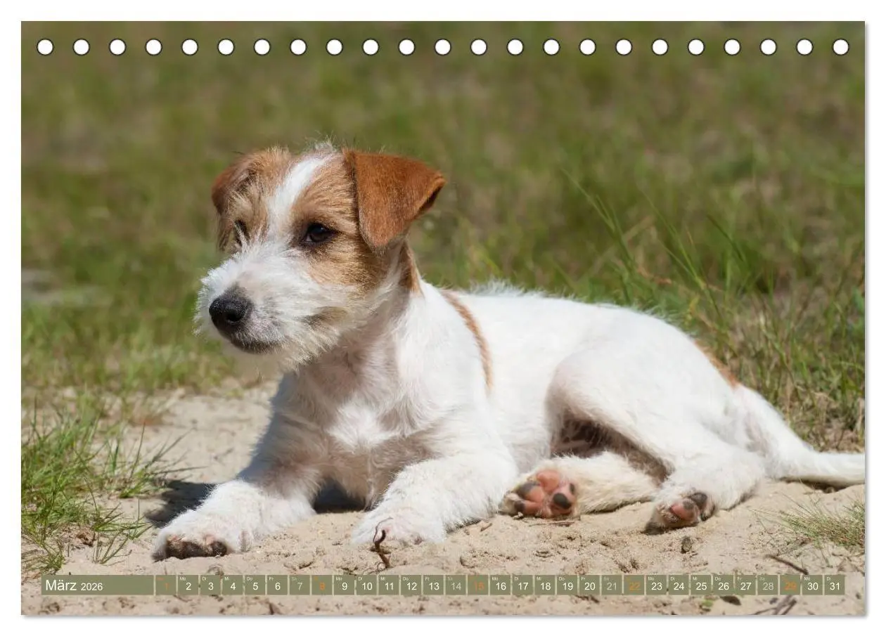 Bild: 9783516078633 | Faszination Terrier (Tischkalender 2026 DIN A5 quer), CALVENDO...