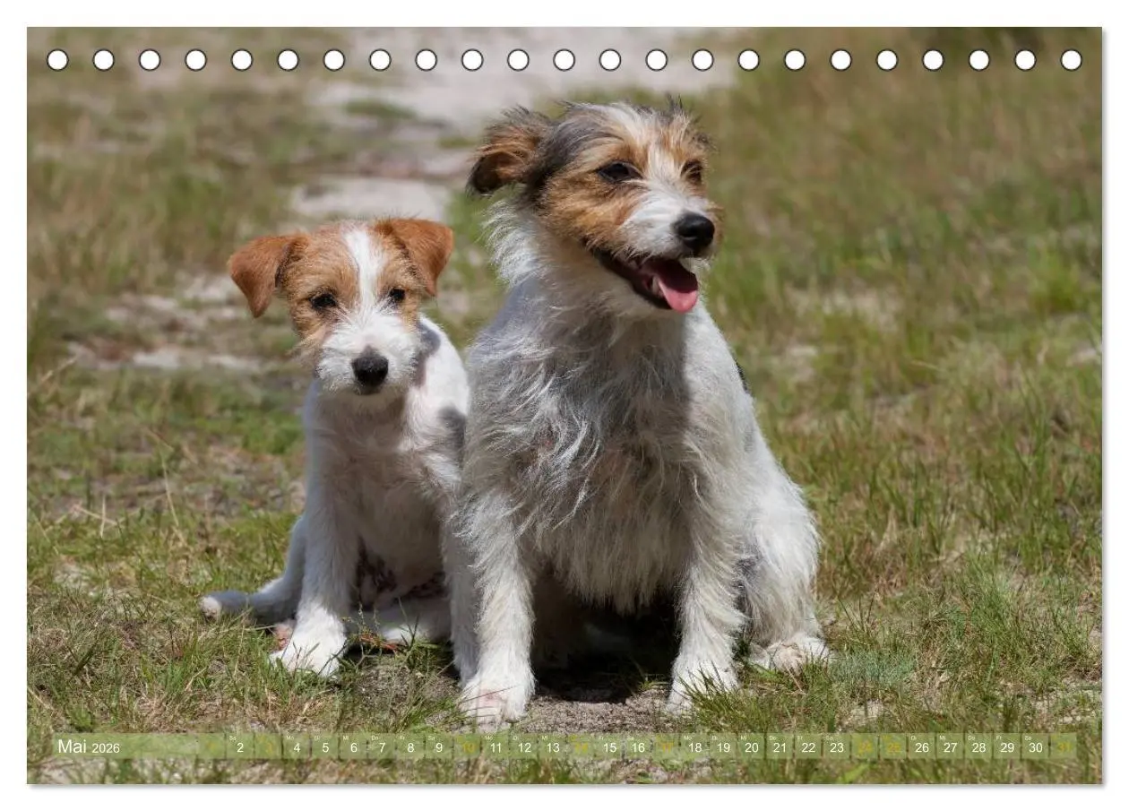 Bild: 9783516078633 | Faszination Terrier (Tischkalender 2026 DIN A5 quer), CALVENDO...