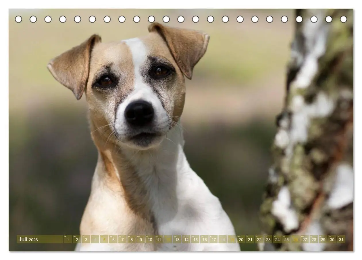Bild: 9783516078633 | Faszination Terrier (Tischkalender 2026 DIN A5 quer), CALVENDO...