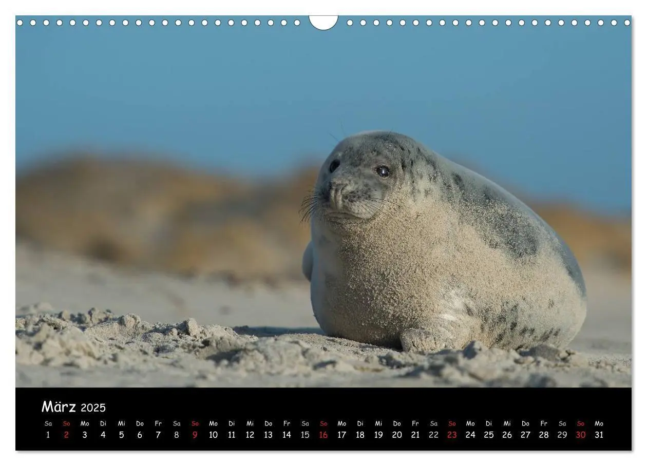 Bild: 9783435718733 | Robben auf Helgoland 2025 (Wandkalender 2025 DIN A3 quer), CALVENDO...