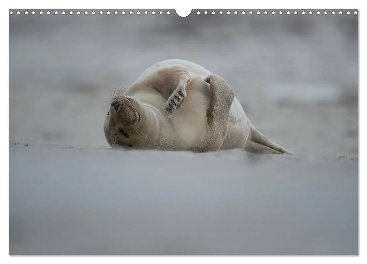 Bild: 9783435718733 | Robben auf Helgoland 2025 (Wandkalender 2025 DIN A3 quer), CALVENDO...