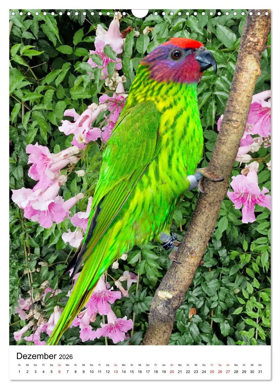 Bild: 9783516298833 | Honigpapageien - Loris (Wandkalender 2026 DIN A3 hoch), CALVENDO...