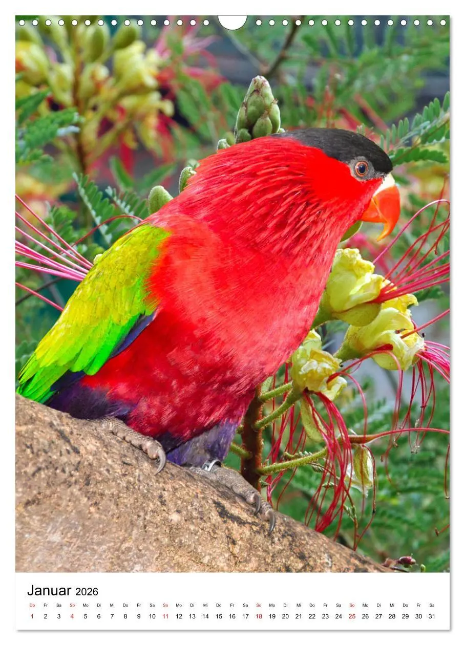 Bild: 9783516298833 | Honigpapageien - Loris (Wandkalender 2026 DIN A3 hoch), CALVENDO...