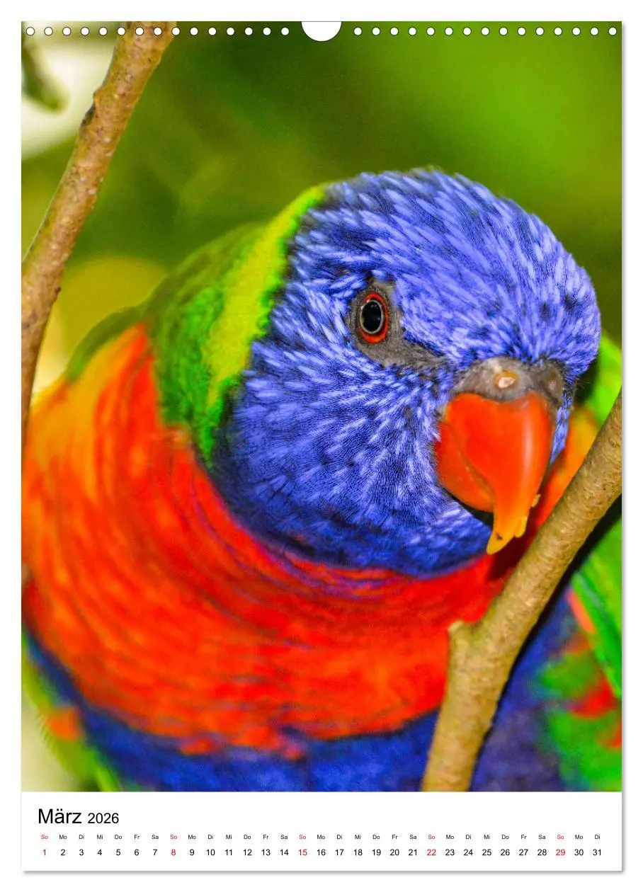 Bild: 9783516298833 | Honigpapageien - Loris (Wandkalender 2026 DIN A3 hoch), CALVENDO...