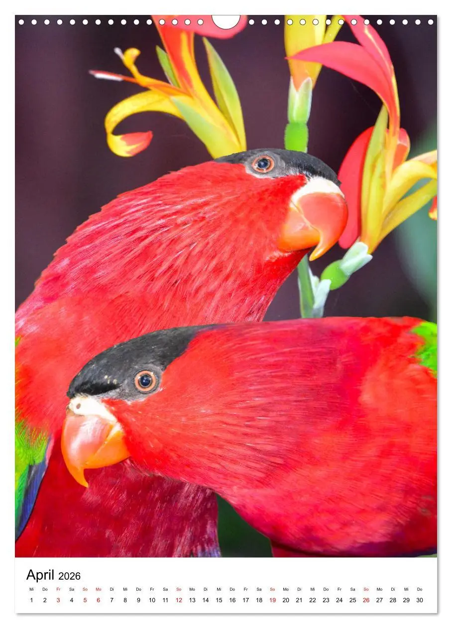 Bild: 9783516298833 | Honigpapageien - Loris (Wandkalender 2026 DIN A3 hoch), CALVENDO...