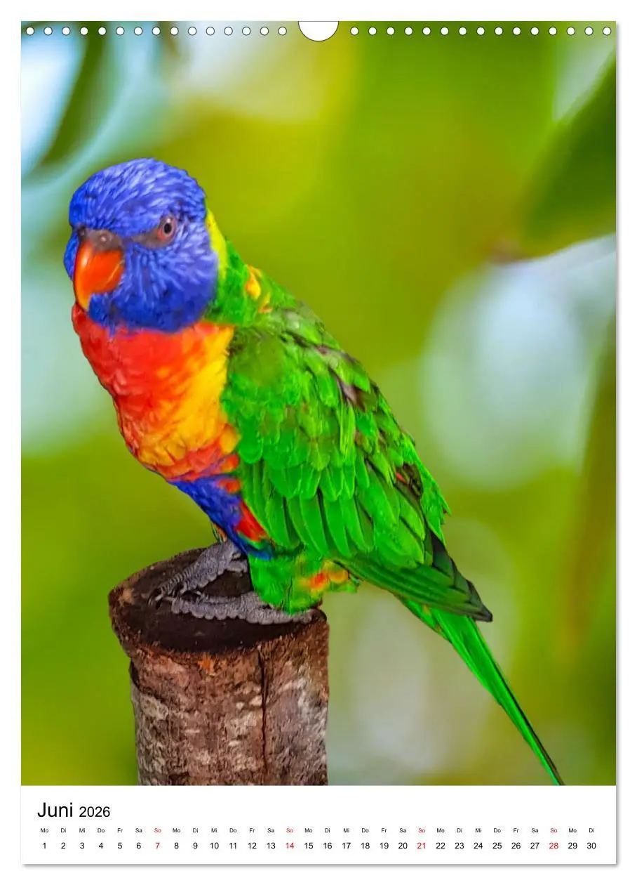 Bild: 9783516298833 | Honigpapageien - Loris (Wandkalender 2026 DIN A3 hoch), CALVENDO...