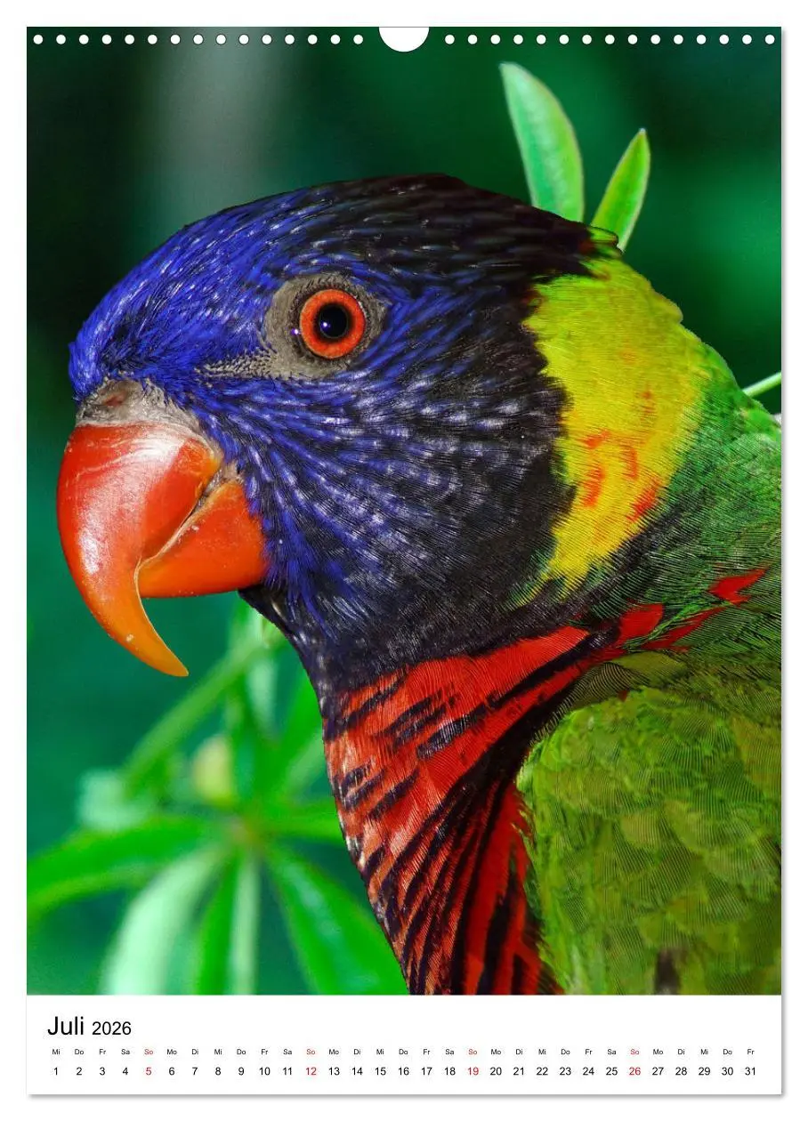 Bild: 9783516298833 | Honigpapageien - Loris (Wandkalender 2026 DIN A3 hoch), CALVENDO...