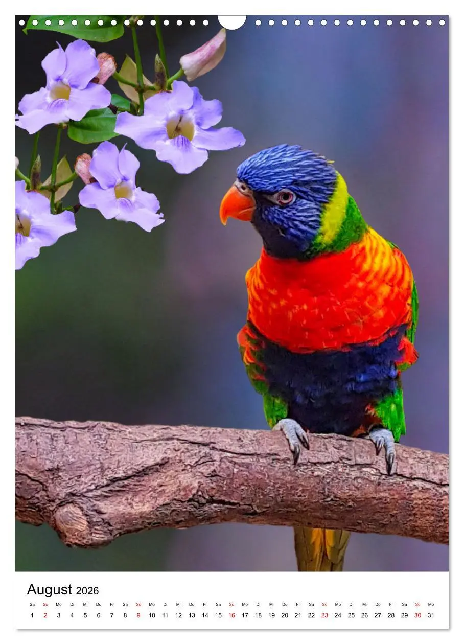Bild: 9783516298833 | Honigpapageien - Loris (Wandkalender 2026 DIN A3 hoch), CALVENDO...