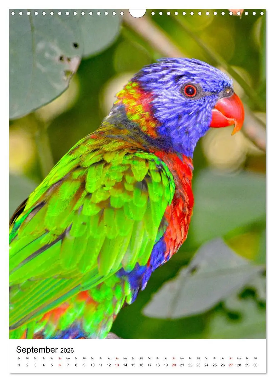 Bild: 9783516298833 | Honigpapageien - Loris (Wandkalender 2026 DIN A3 hoch), CALVENDO...