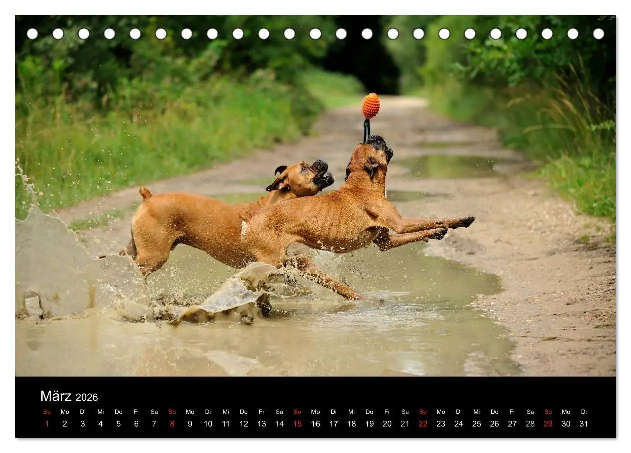 Bild: 9783516048933 | Boxer ? Was sonst ! (Tischkalender 2026 DIN A5 quer), CALVENDO...