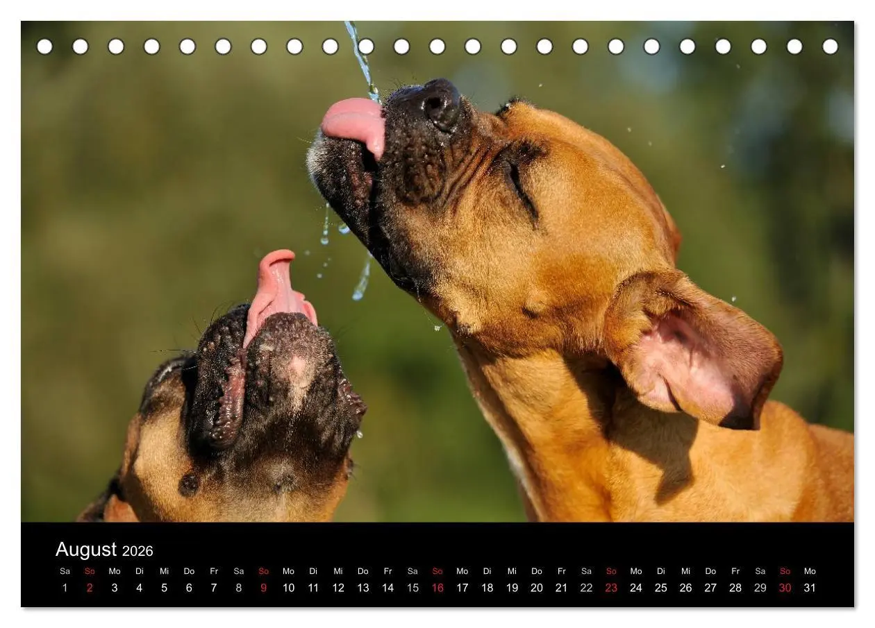 Bild: 9783516048933 | Boxer ? Was sonst ! (Tischkalender 2026 DIN A5 quer), CALVENDO...