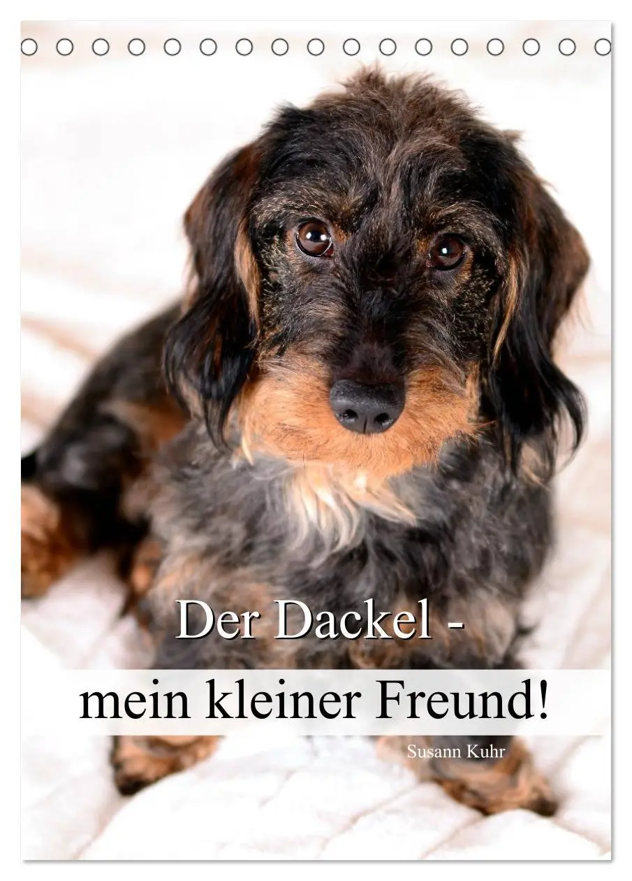 Cover: 9783516428933 | Der Dackel - mein kleiner Freund (Tischkalender 2026 DIN A5 hoch),...