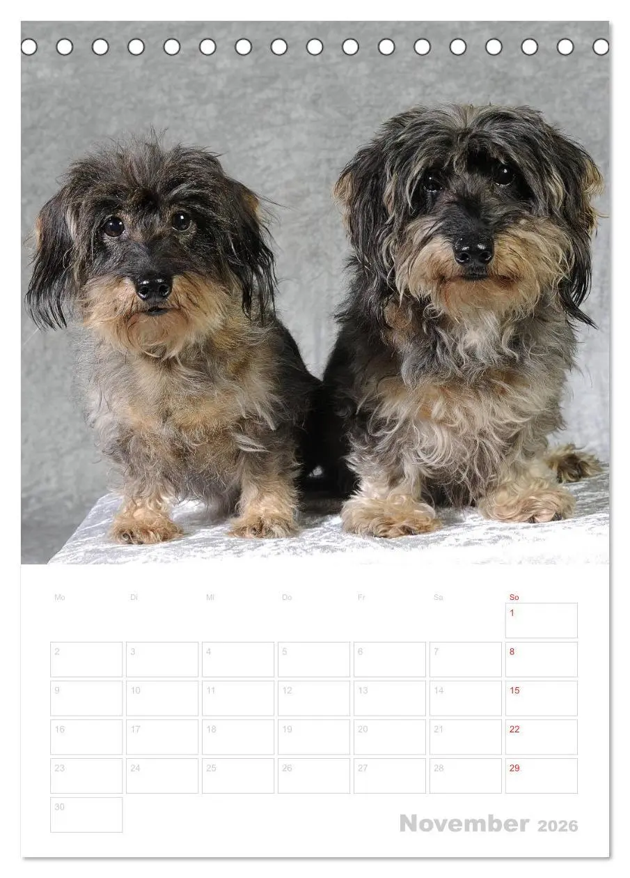 Bild: 9783516428933 | Der Dackel - mein kleiner Freund (Tischkalender 2026 DIN A5 hoch),...