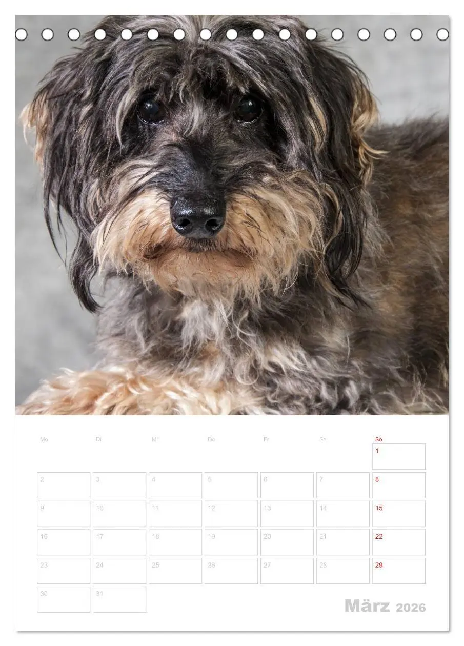 Bild: 9783516428933 | Der Dackel - mein kleiner Freund (Tischkalender 2026 DIN A5 hoch),...